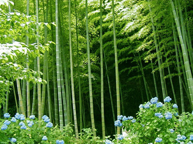 Herbs Bamboo