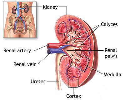 Kidney structure