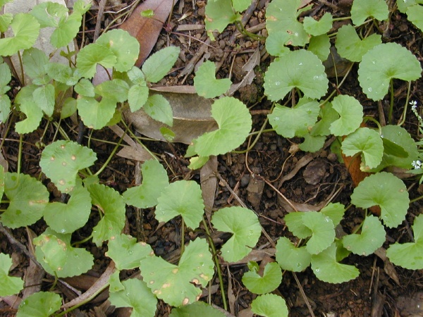 Herbs Pennywort