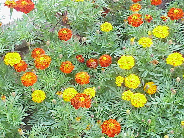 Herbs marigold