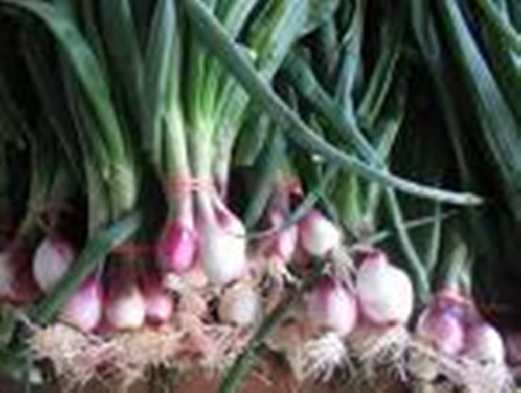 Herbs Onion
